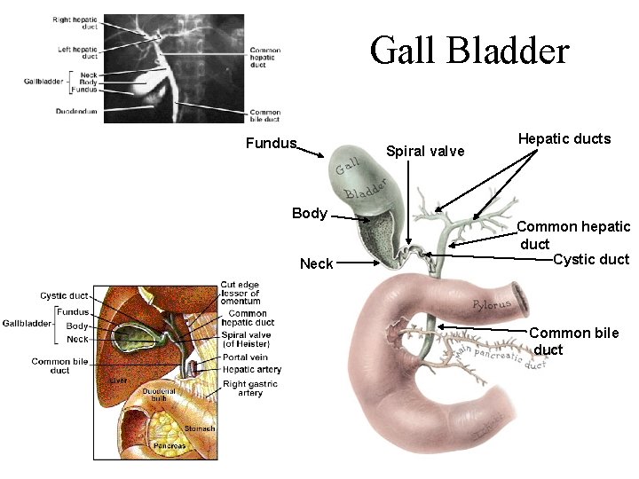 Gall Bladder Fundus Spiral valve Body Neck Hepatic ducts Common hepatic duct Cystic duct