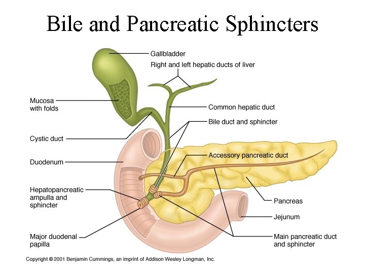 Bile and Pancreatic Sphincters 