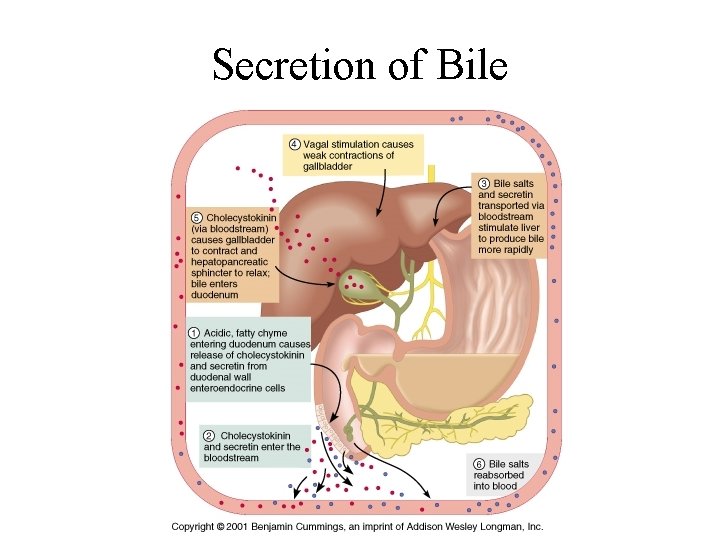 Secretion of Bile 