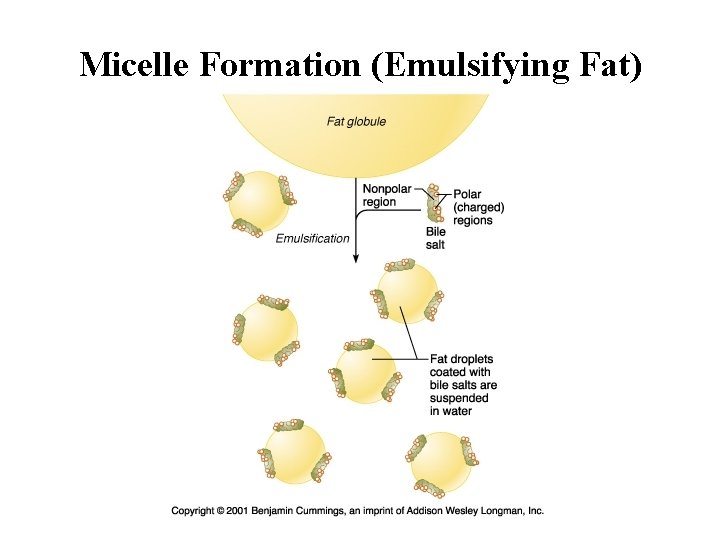 Micelle Formation (Emulsifying Fat) 