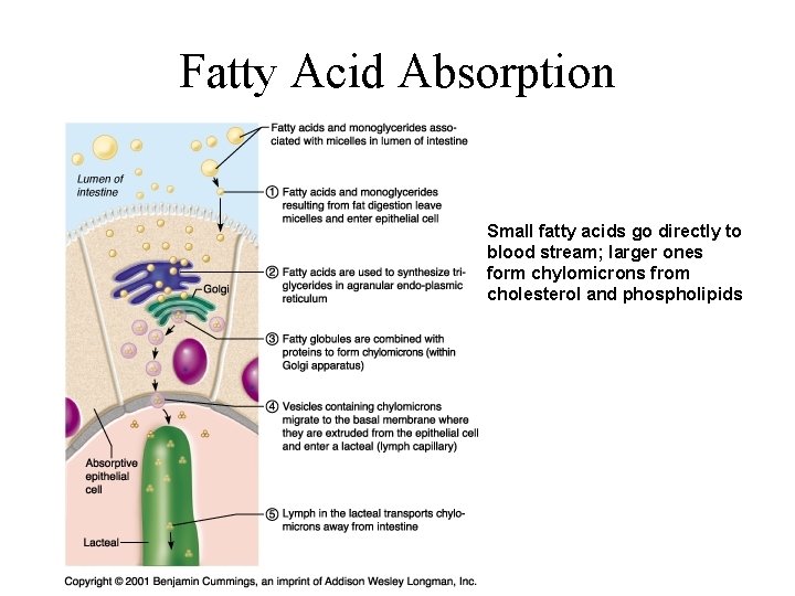 Fatty Acid Absorption Small fatty acids go directly to blood stream; larger ones form