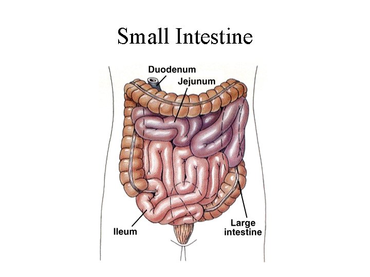 Small Intestine 