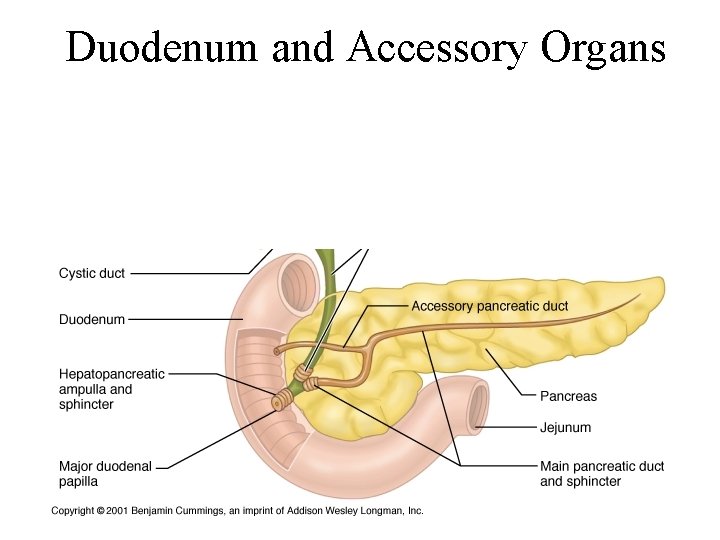 Duodenum and Accessory Organs 