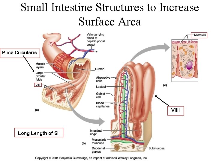 Small Intestine Structures to Increase Surface Area Plica Circularis Villi Long Length of SI