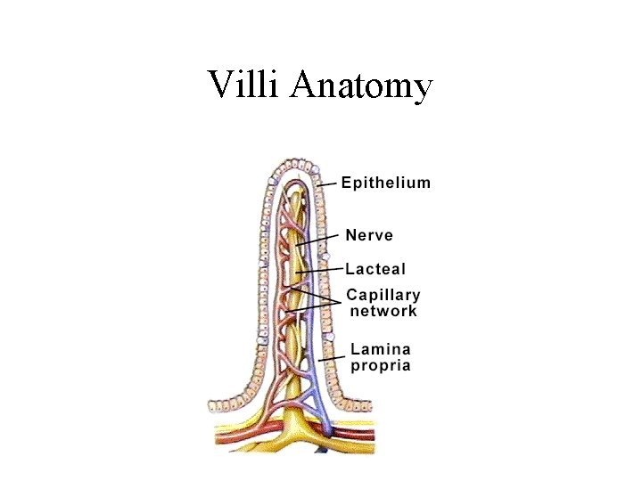 Villi Anatomy 