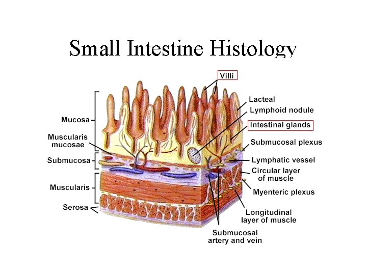 Small Intestine Histology 