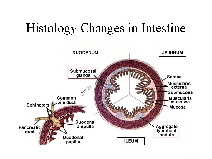 Histology Changes in Intestine 