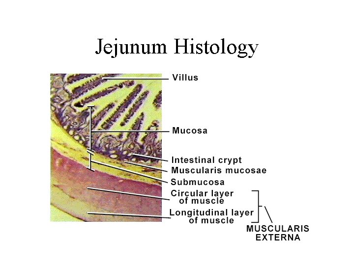 Jejunum Histology 
