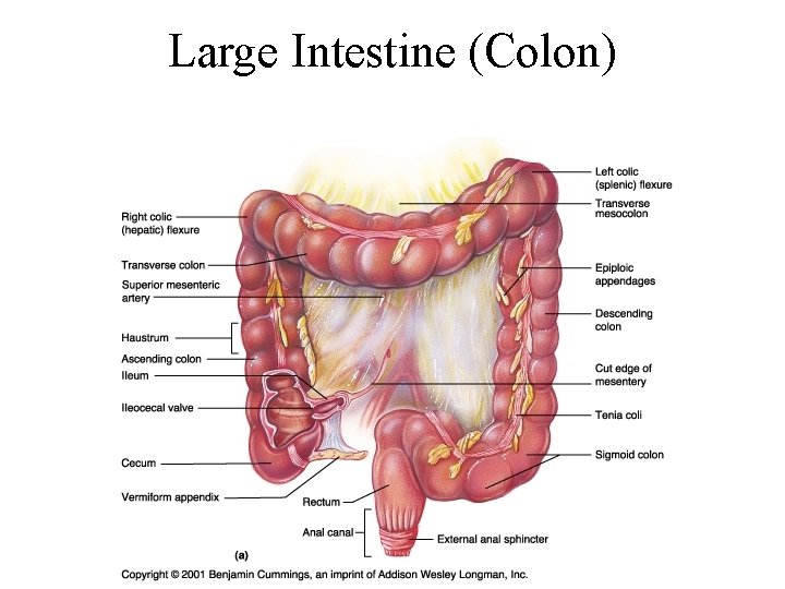 Large Intestine (Colon) 
