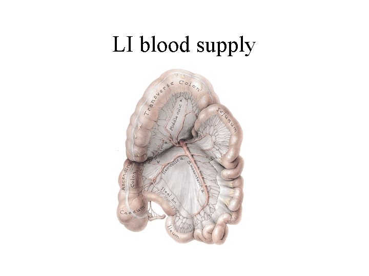 LI blood supply 