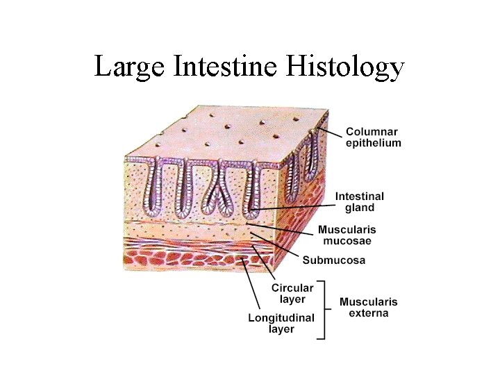 Large Intestine Histology 