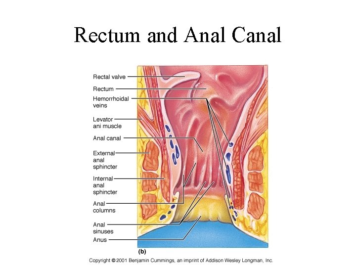 Rectum and Anal Canal 