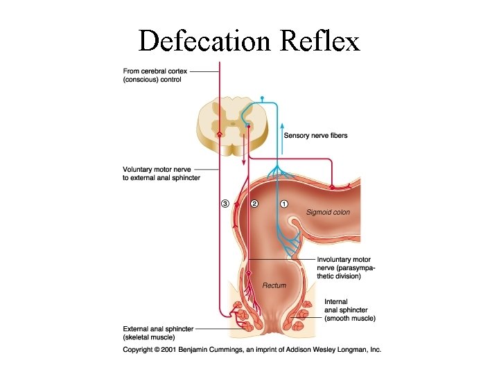 Defecation Reflex 