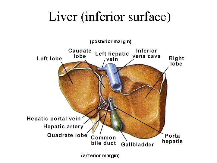 Liver (inferior surface) (posterior margin) (anterior margin) 