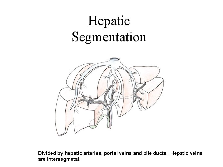 Hepatic Segmentation Divided by hepatic arteries, portal veins and bile ducts. Hepatic veins are