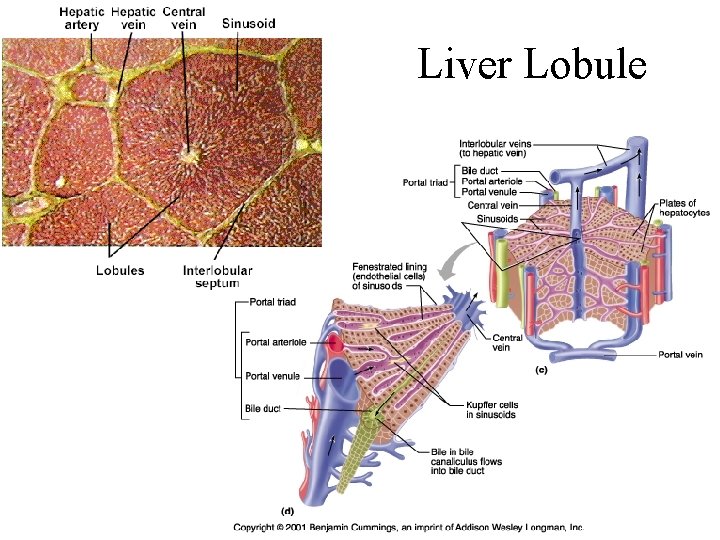 Liver Lobule 