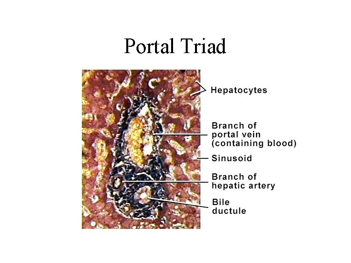 Portal Triad 