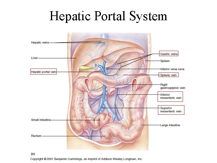 Hepatic Portal System 