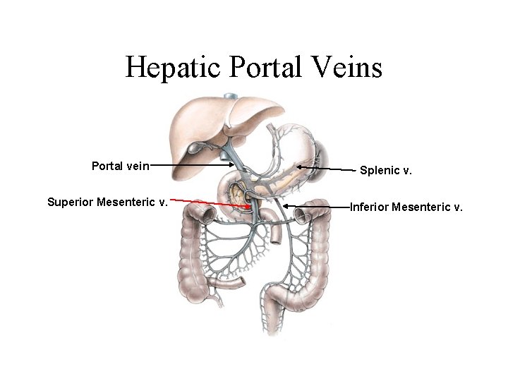 Hepatic Portal Veins Portal vein Superior Mesenteric v. Splenic v. Inferior Mesenteric v. 