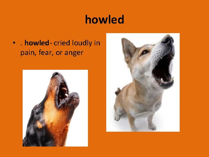 howled • . howled- cried loudly in pain, fear, or anger 