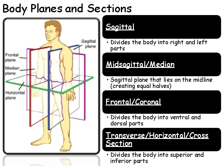 Body Planes and Sections Sagittal • Divides the body into right and left parts