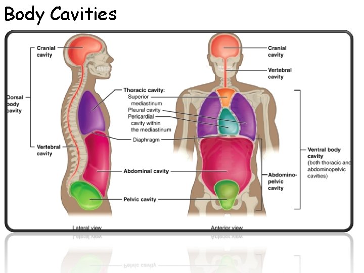 Body Cavities 