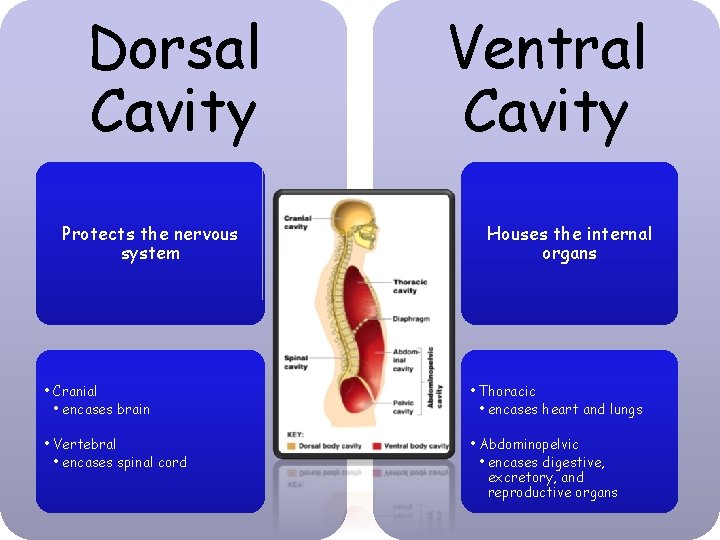 Dorsal Cavity Protects the nervous system Ventral Cavity Houses the internal organs • Cranial