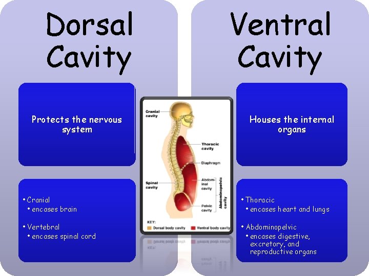 Dorsal Cavity Protects the nervous system Ventral Cavity Houses the internal organs • Cranial Dorsal Cavity Protects the nervous system Ventral Cavity Houses the internal organs • Cranial