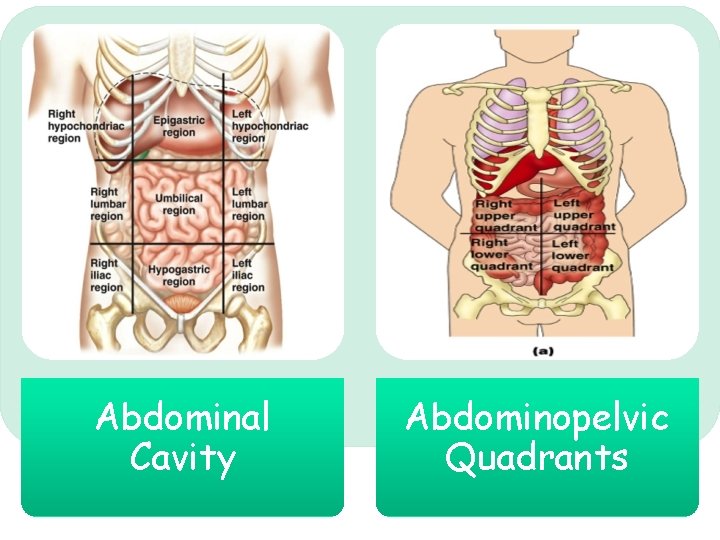 Abdominal Cavity Abdominopelvic Quadrants Abdominal Cavity Abdominopelvic Quadrants