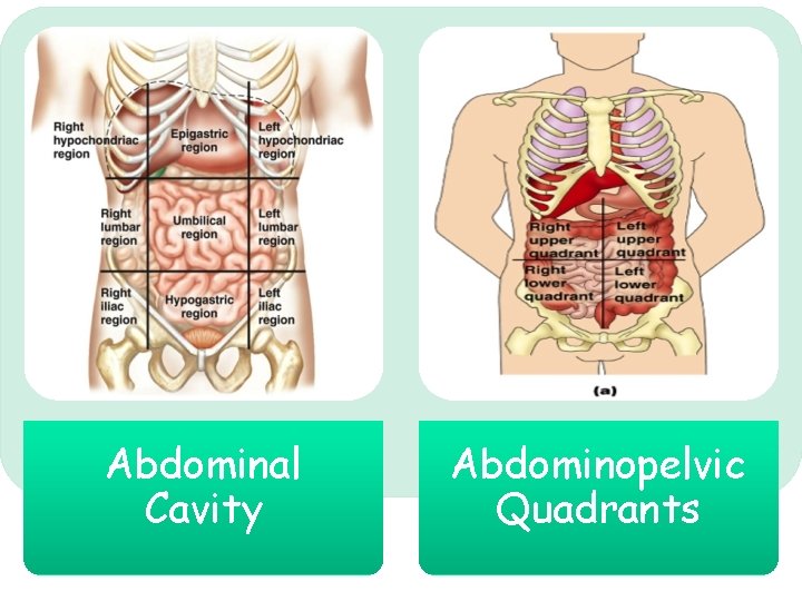 Abdominal Cavity Abdominopelvic Quadrants 