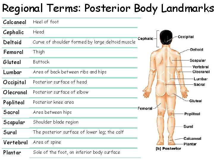 Regional Terms: Posterior Body Landmarks Calcaneal Heel of foot Cephalic Head Deltoid Curve of