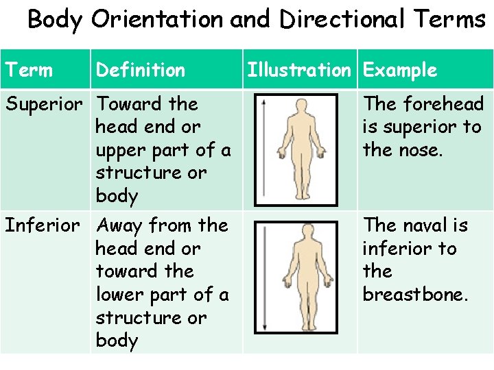 Body Orientation and Directional Terms Term Definition Illustration Example Superior Toward the head end Body Orientation and Directional Terms Term Definition Illustration Example Superior Toward the head end