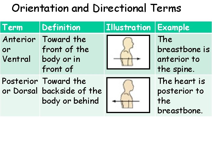 Orientation and Directional Terms Term Anterior or Ventral Definition Illustration Example Toward the The Orientation and Directional Terms Term Anterior or Ventral Definition Illustration Example Toward the The