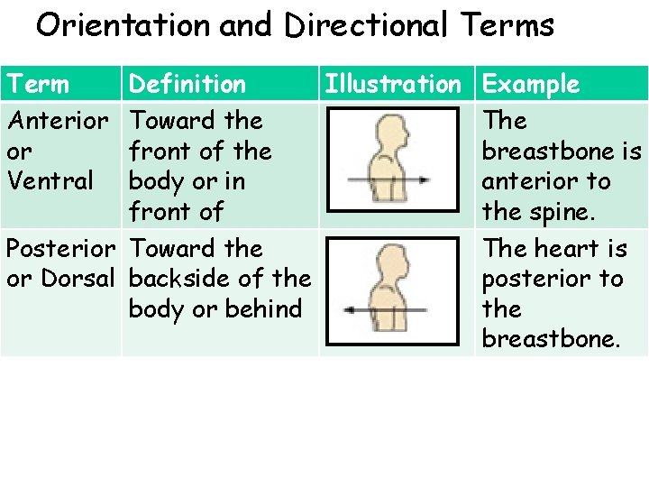 Orientation and Directional Terms Term Anterior or Ventral Definition Illustration Example Toward the The