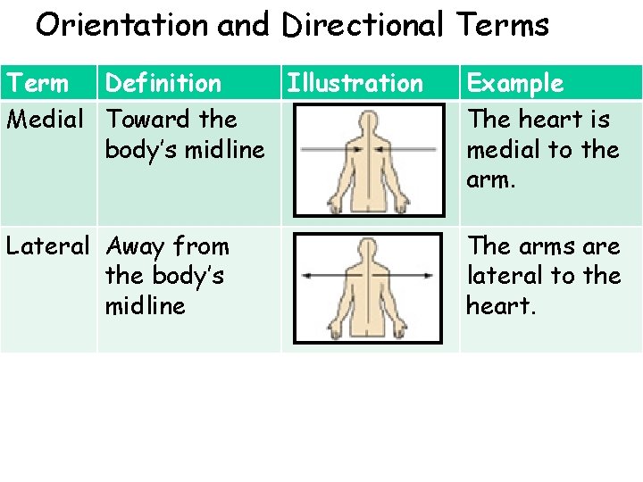 Orientation and Directional Terms Term Definition Illustration Medial Toward the body’s midline Example The