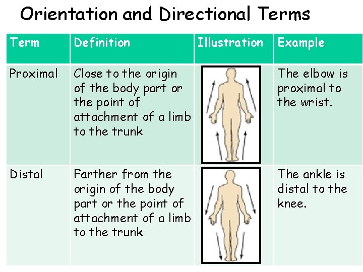 Orientation and Directional Terms Term Definition Illustration Example Proximal Close to the origin of