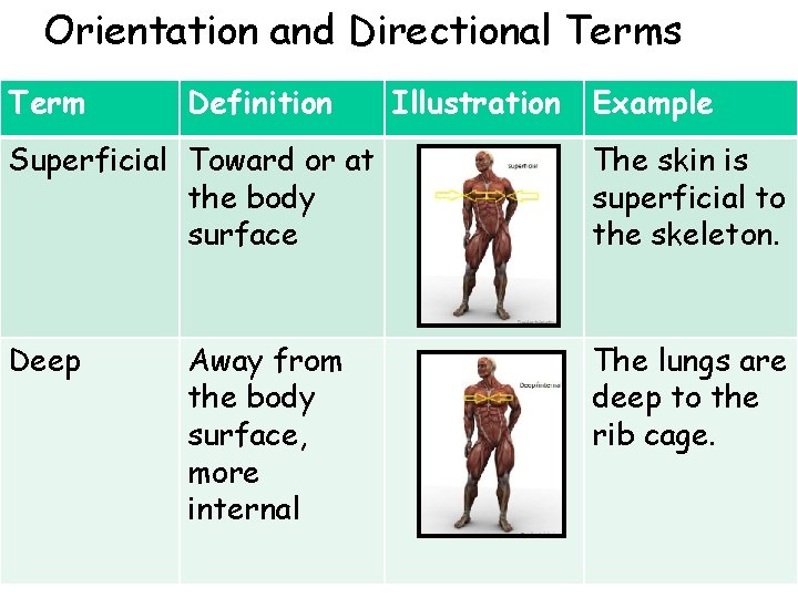 Orientation and Directional Terms Term Definition Illustration Example Superficial Toward or at the body Orientation and Directional Terms Term Definition Illustration Example Superficial Toward or at the body