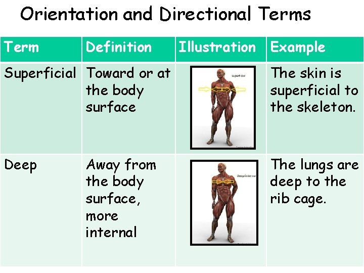 Orientation and Directional Terms Term Definition Illustration Example Superficial Toward or at the body