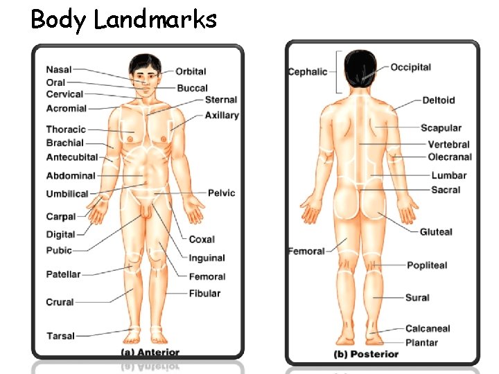 Body Landmarks § Anterior Body Landmarks § Anterior