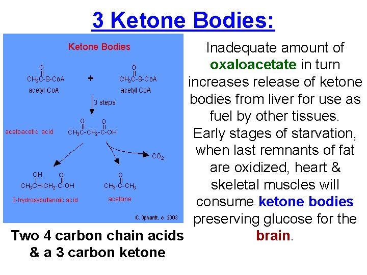 3 Ketone Bodies: Inadequate amount of oxaloacetate in turn increases release of ketone bodies