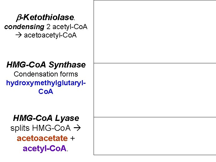  -Ketothiolase. condensing 2 acetyl-Co. A acetoacetyl-Co. A HMG-Co. A Synthase Condensation forms hydroxymethylglutaryl.