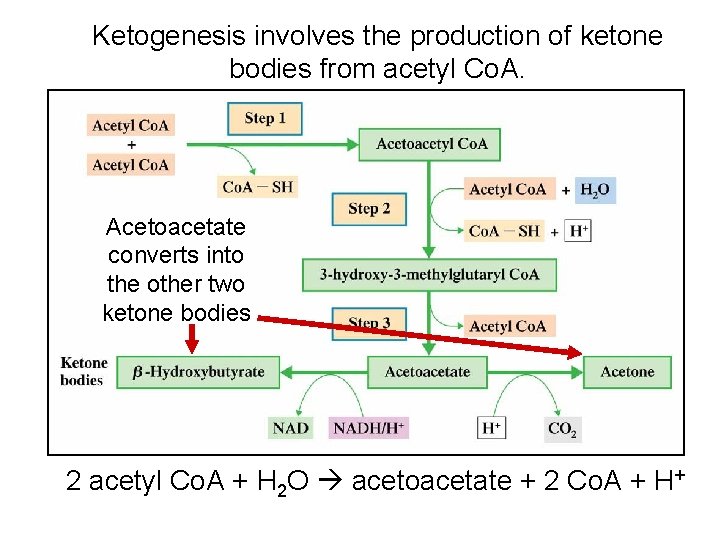 Ketogenesis involves the production of ketone bodies from acetyl Co. A. Acetoacetate converts into