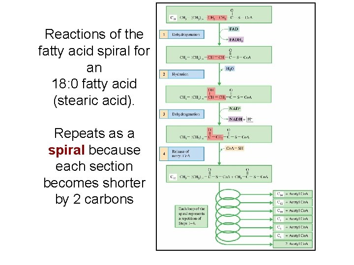 Reactions of the fatty acid spiral for an 18: 0 fatty acid (stearic acid).