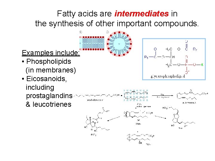 Fatty acids are intermediates in the synthesis of other important compounds. Examples include: •