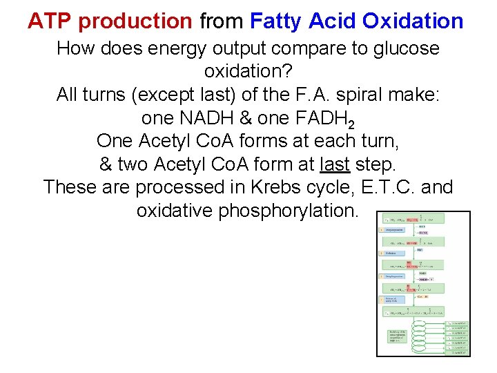 ATP production from Fatty Acid Oxidation How does energy output compare to glucose oxidation?