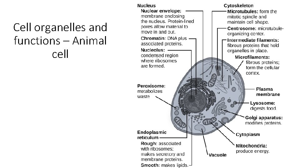 Cell organelles and functions – Animal cell  Cell organelles and functions – Animal cell
