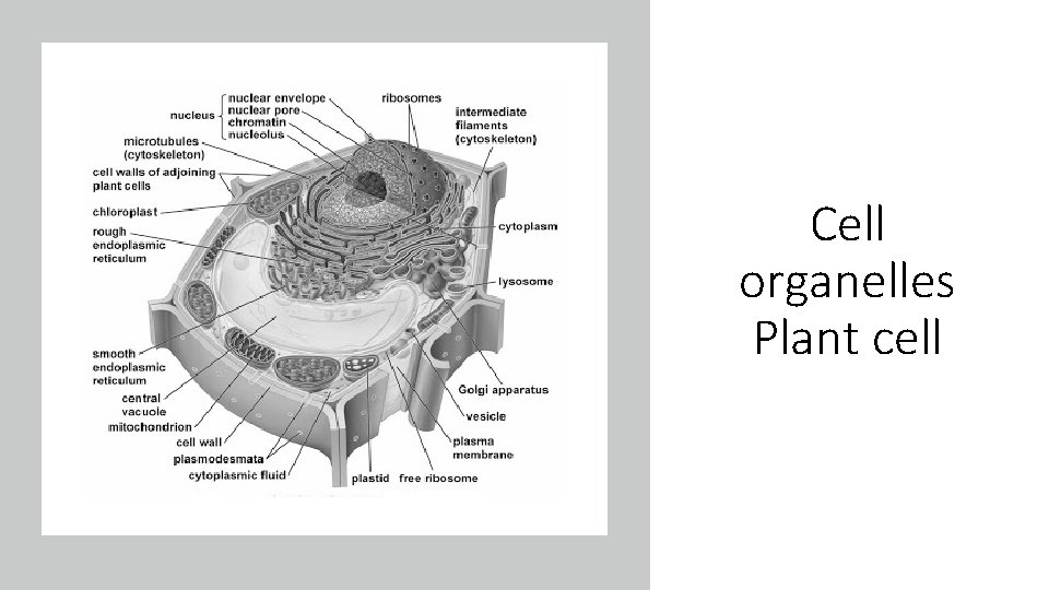 Cell organelles Plant cell  Cell organelles Plant cell