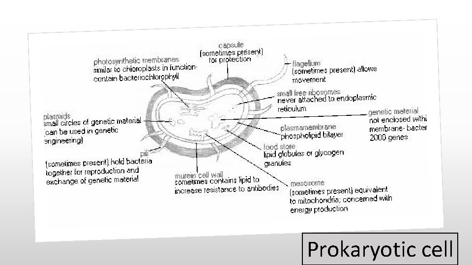 Prokaryotic cell  Prokaryotic cell