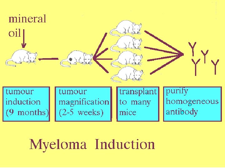 11 Myeloma Induction 5/22/2021 