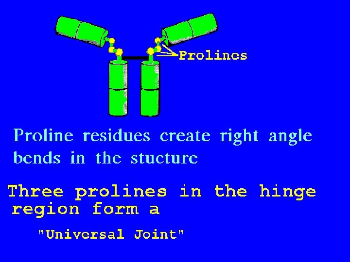 16 Hinge Prolines 5/22/2021 